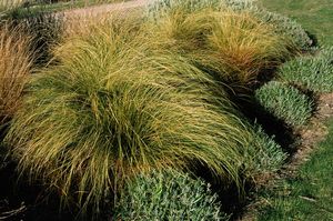 TUSSOCK